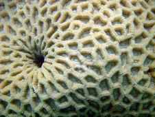 Coral Royalty Free Stock Photos Coral Royalty Free Stock Photos