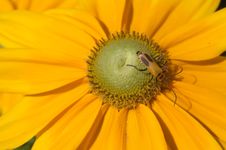 Yellow Bug In Yellow Flower Stock Photo Yellow Bug In Yellow Flower Stock Photo