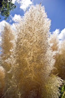 Papas Grass Seed Head Stock Photos Papas Grass Seed Head Stock Photos
