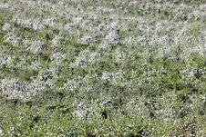 Orchards Stock Photography Orchards Stock Photography