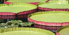 Giant Water Platters Royalty Free Stock Photography Giant Water Platters Royalty Free Stock Photography