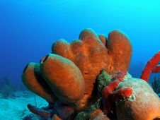 Tube Sponge Stock Image Tube Sponge Stock Image