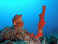 Red Sponge And Tube Sponge Stock Photo Red Sponge And Tube Sponge Stock Photo