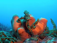 Tube Sponge And Green Finger Coral Stock Photos