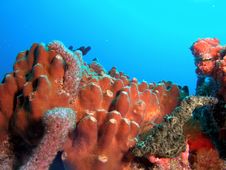 Brown Tube Sponge Royalty Free Stock Images Brown Tube Sponge Royalty Free Stock Images