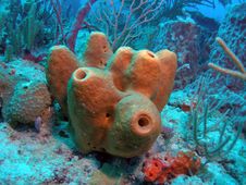 Tube Sponge Stock Image Tube Sponge Stock Image
