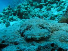 Crocodile Fish Stock Images Crocodile Fish Stock Images