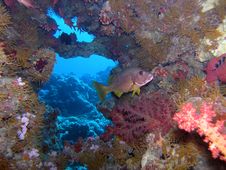 Coral Scene Royalty Free Stock Images Coral Scene Royalty Free Stock Images