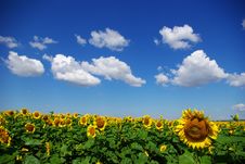 Sunflower Royalty Free Stock Image Sunflower Royalty Free Stock Image