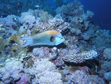 Sea Fish Stock Photography Sea Fish Stock Photography