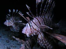 Lionfish Royalty Free Stock Image Lionfish Royalty Free Stock Image