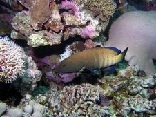 Coral Grouper Royalty Free Stock Photography Coral Grouper Royalty Free Stock Photography