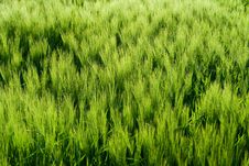 Beautiful Wheat Field Detail Stock Image Beautiful Wheat Field Detail Stock Image