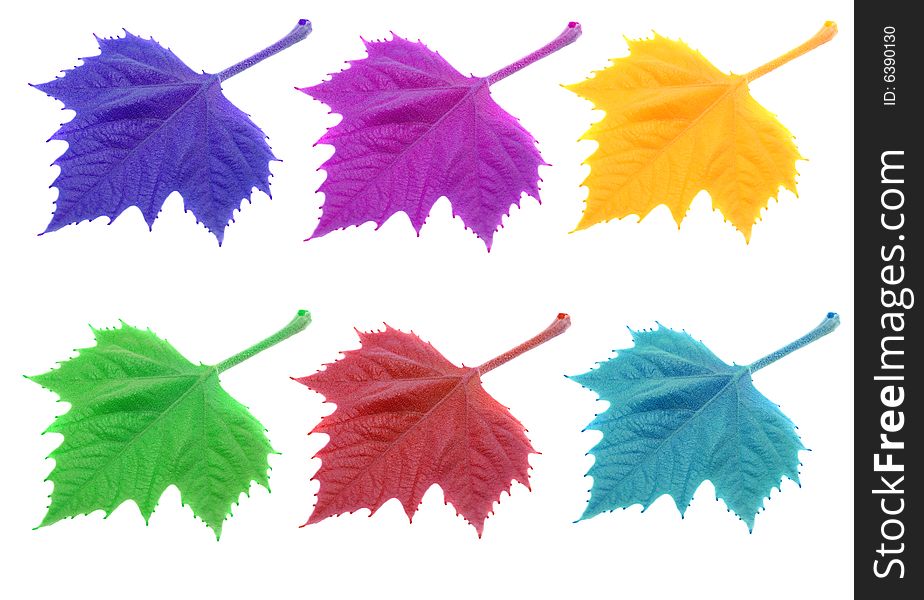 Colorful leaves isolated on white background.