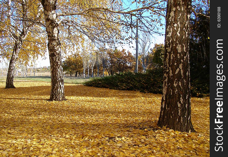 Yellow abscissed birch leaves autumn. Yellow abscissed birch leaves autumn