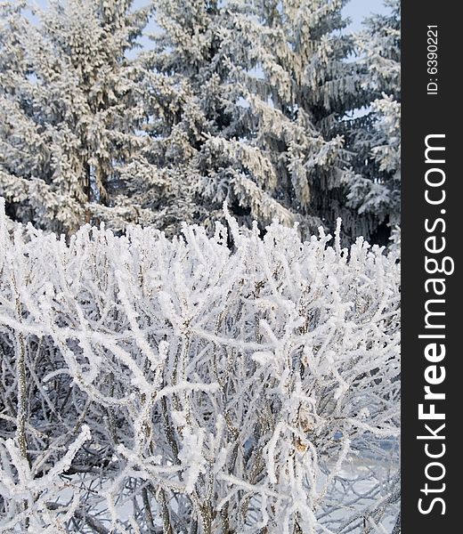 Branches covered by snow for a background. Branches covered by snow for a background