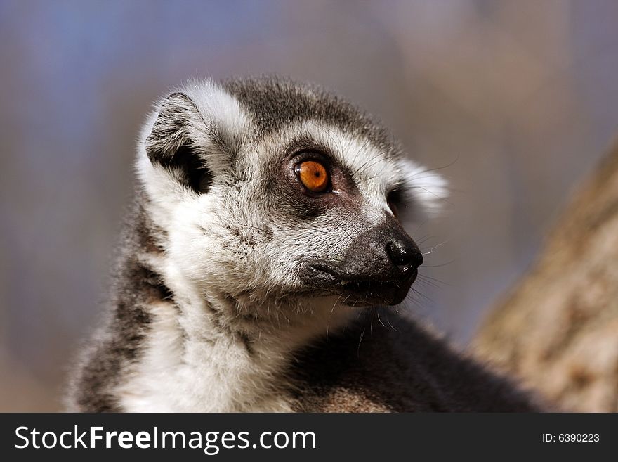 Lemur katas potrtait in the zoo in sunlight. Lemur katas potrtait in the zoo in sunlight
