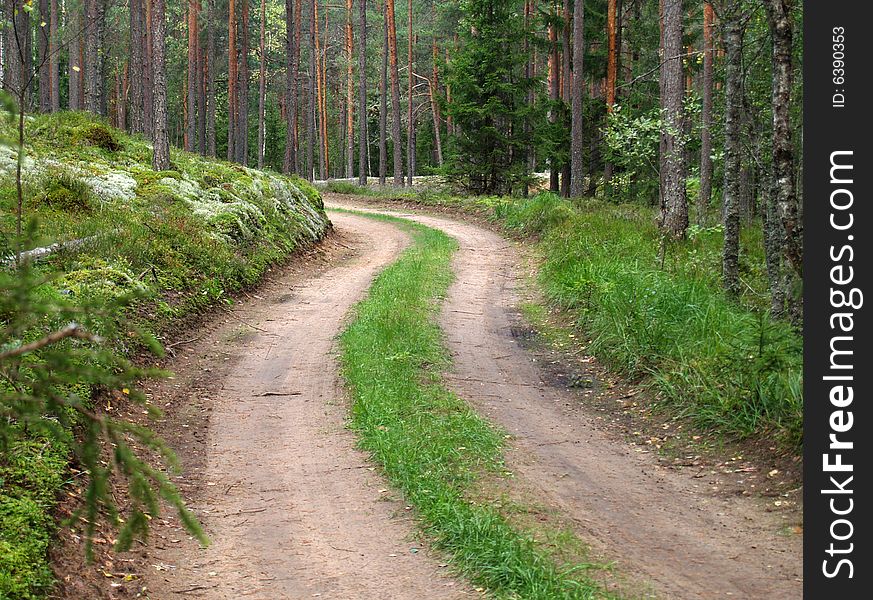 Road and trees in forest