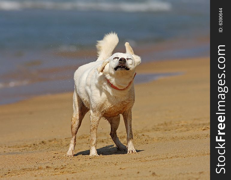 Dog shaking off on the beach