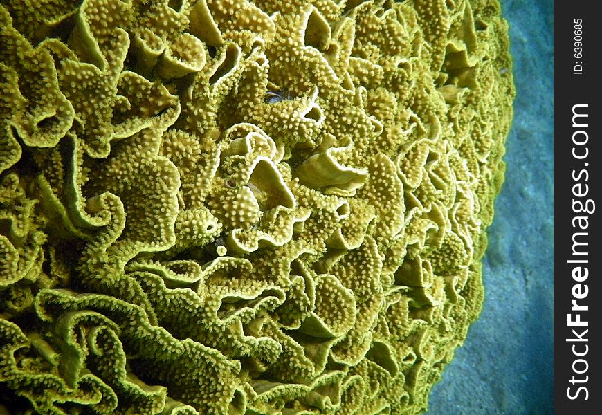 close up of corral in the red sea. close up of corral in the red sea