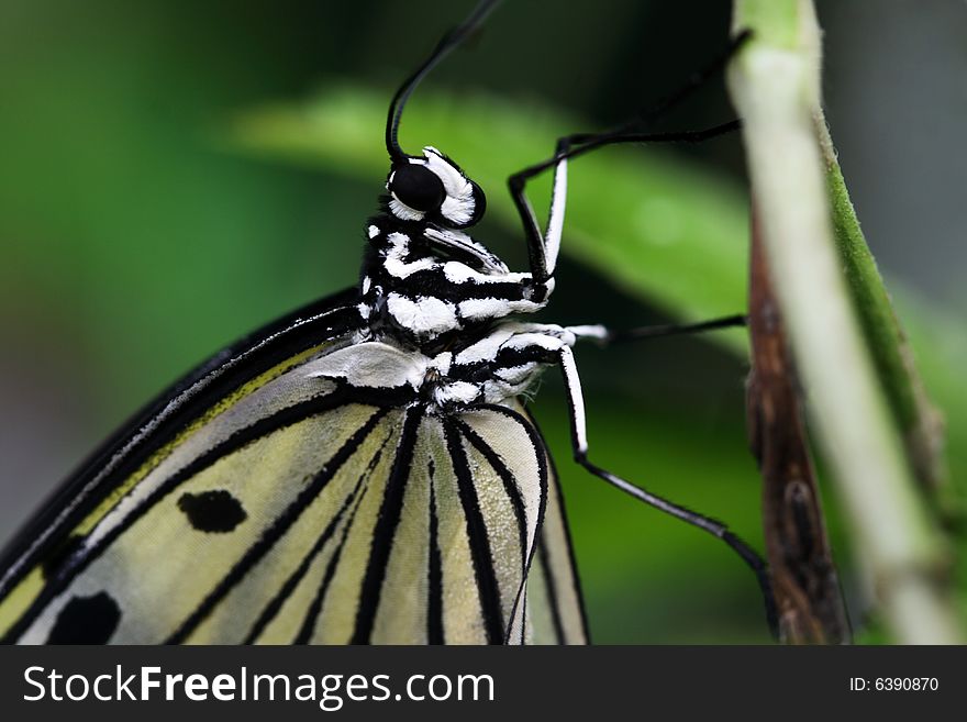 A close up of a Rice paper butterfly