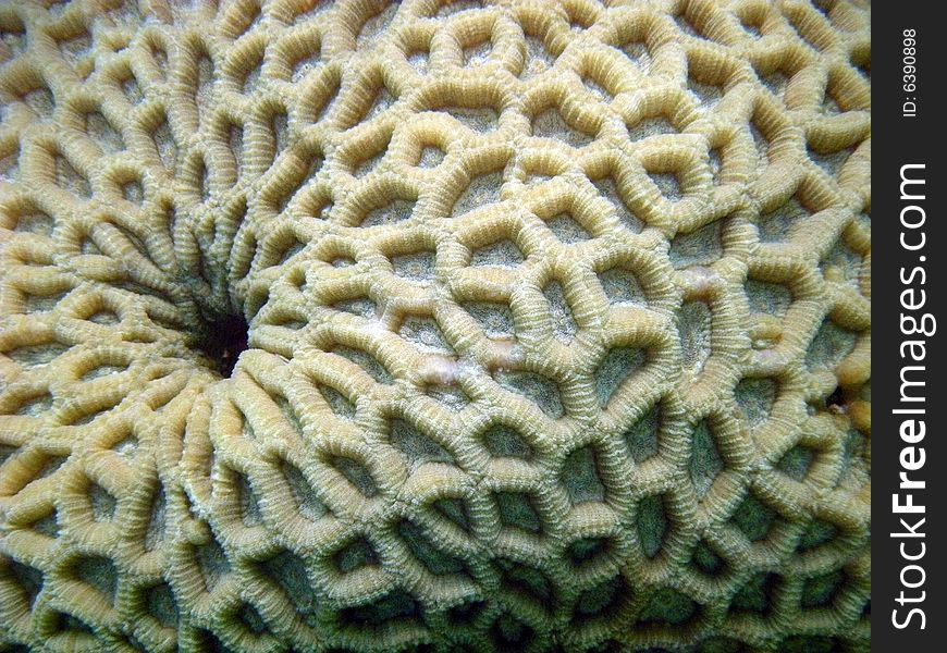 red sea coral close up