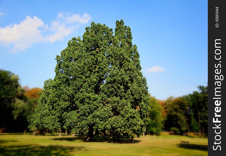 Large strong tree in landscape