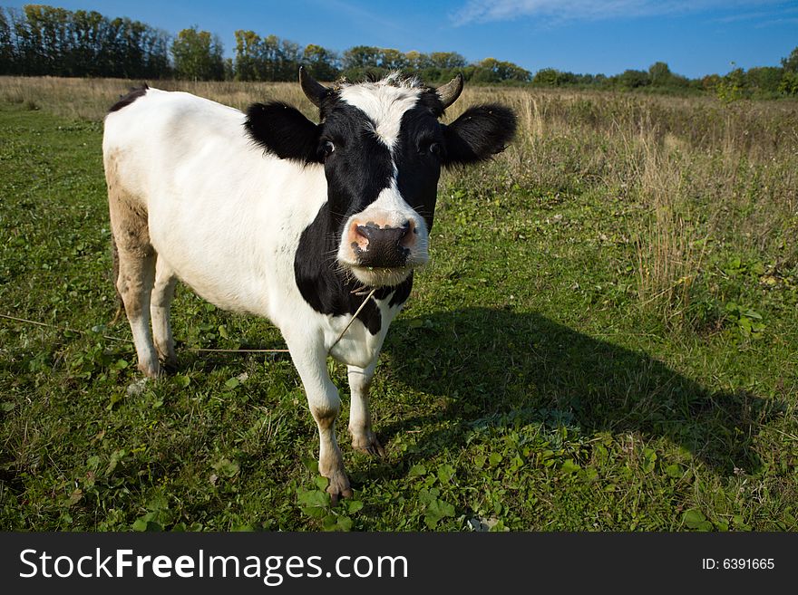 Nice cow on a meadow. Nice cow on a meadow