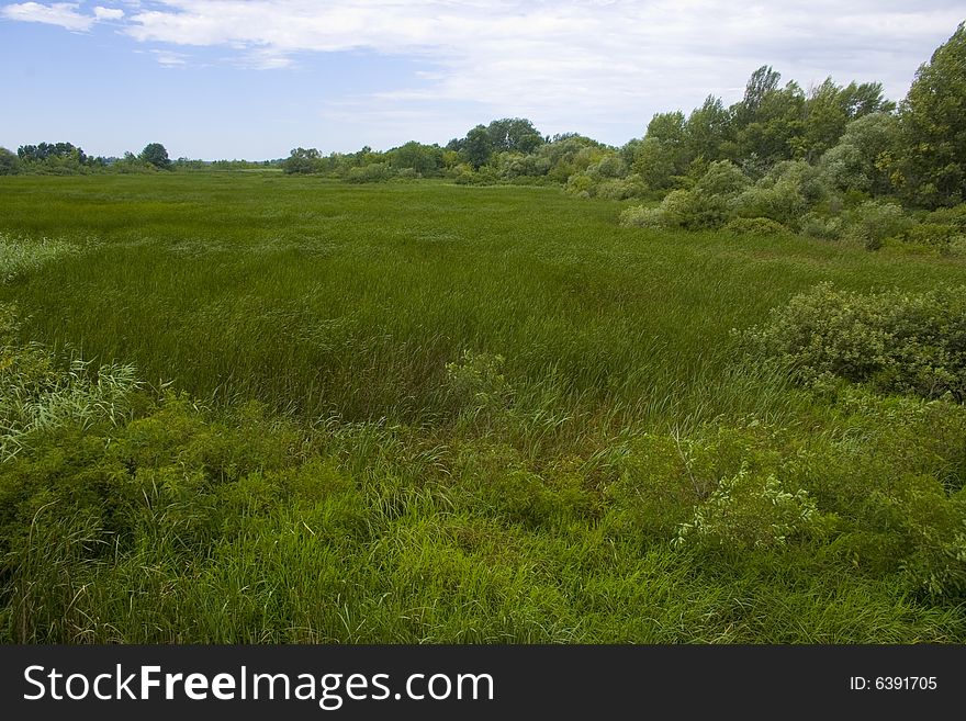 The silent river surrounded by fur-trees and bushes in summer. The silent river surrounded by fur-trees and bushes in summer