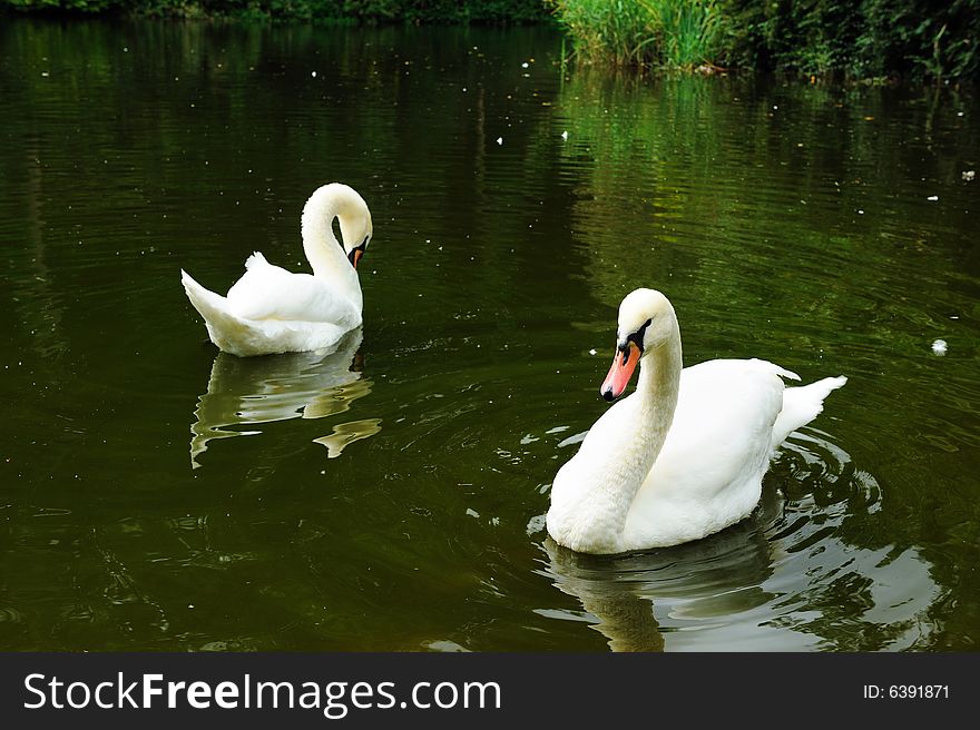 White swans swimming in a dark pond