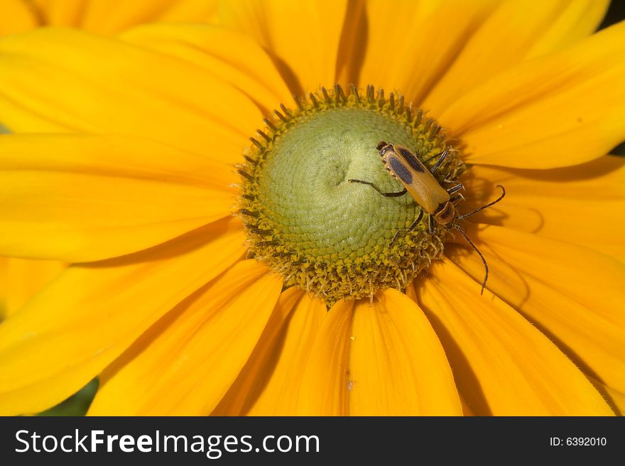 Yellow bug in yellow flower