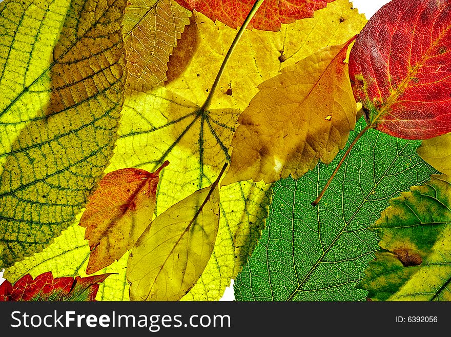 Background from colorful fallen leaves. Background from colorful fallen leaves