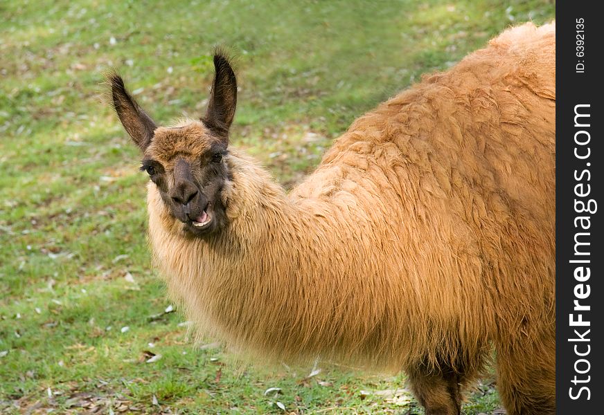 A llama chewing grass looks like he is talking. A llama chewing grass looks like he is talking.