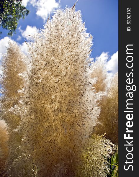 Papas grass seed head against a blue sky with white clouds.