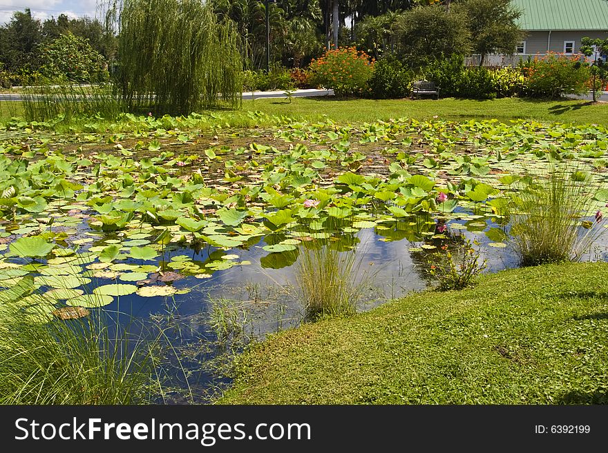 Lily pond at Palma Sola Botanical Garden in Bradenton, Florida.