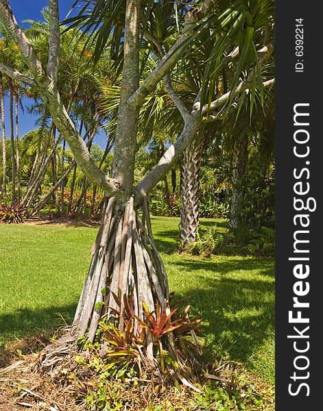 Beautiful trees at the Palma Sola Botanical Garden in Bradenton, Florida. Beautiful trees at the Palma Sola Botanical Garden in Bradenton, Florida.