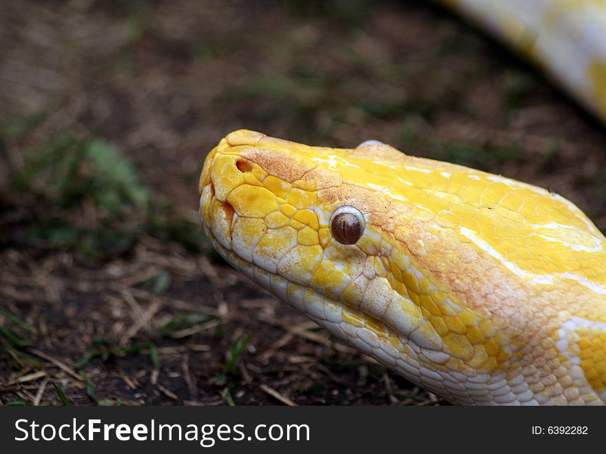 Closeup Of An Albino Burmese Python Head