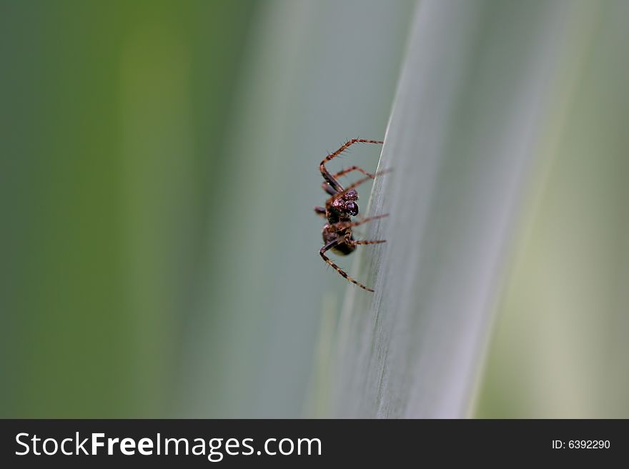 Spider on a smooth leaf