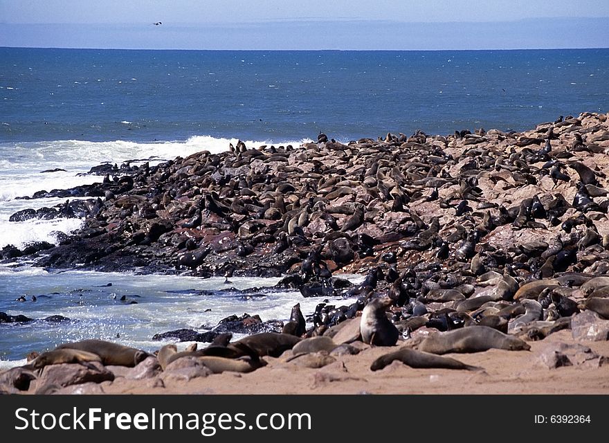 A group of seals in the colony of cape cross in namibia. A group of seals in the colony of cape cross in namibia