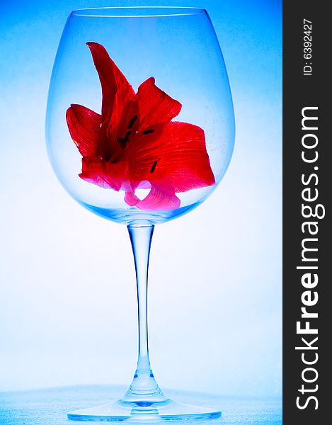 Flower inside tall wine glass (snifter) on blue and white background. Flower inside tall wine glass (snifter) on blue and white background.