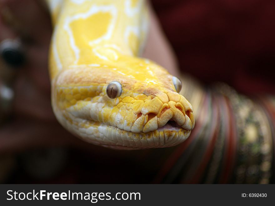 Closeup Of An Albino Burmese Python Head