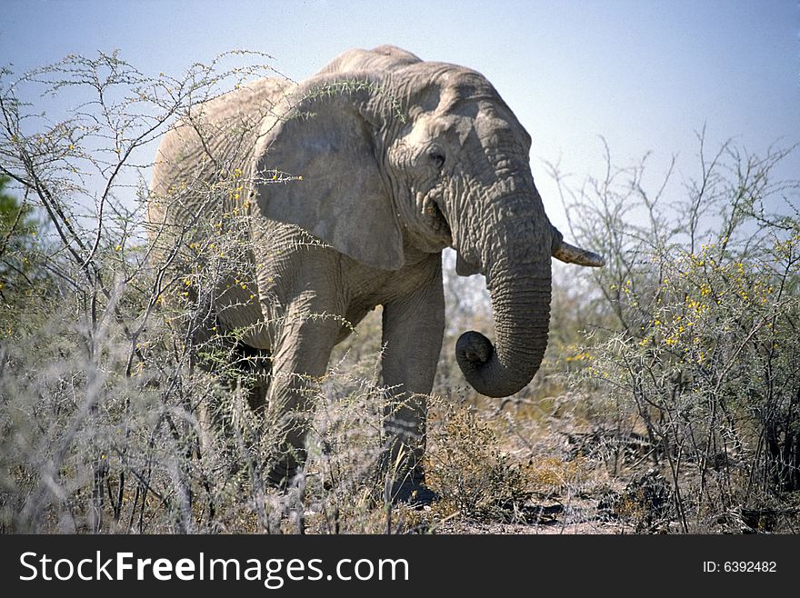 An elephant in the bush of the etosha park in namibia