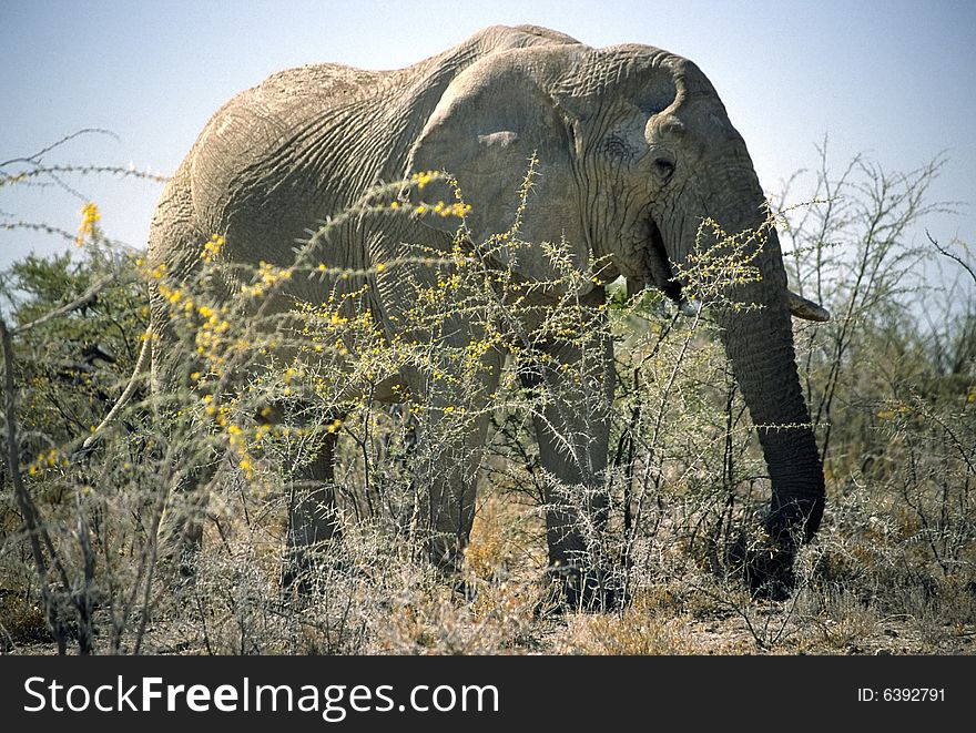 An elephant in the bush of the etosha park in namibia