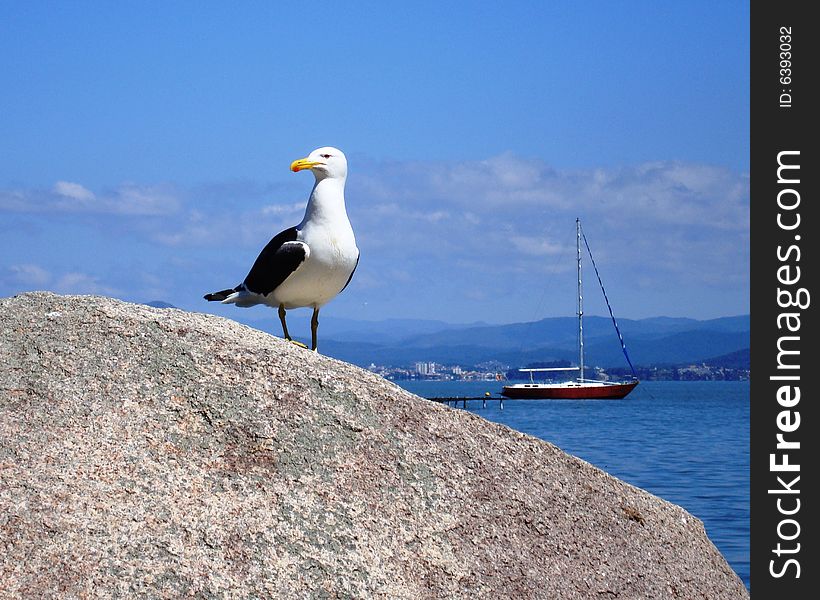 Sea Gull at Santo Antonio de Lisboa Beach/Brazil