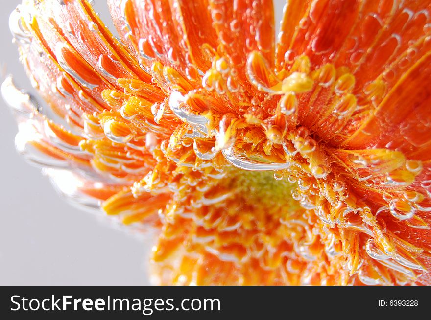 Close up photo of an orange gerbera under water