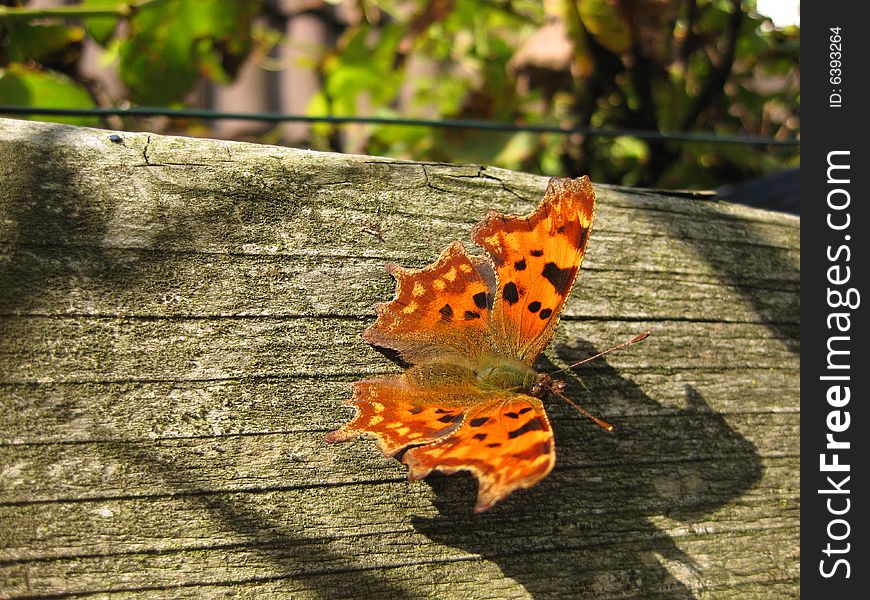 Butterfly Polygonia C-album
An orange and green butterfly in the autumn sunshine