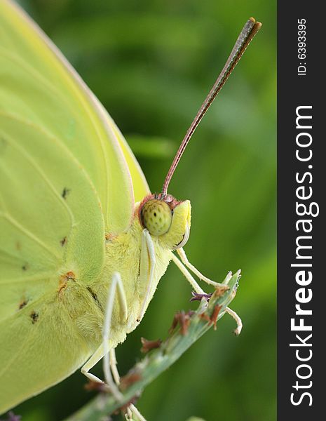 Closeup photo of a yellow butterfly.