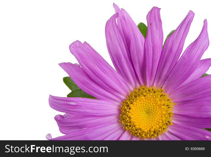 Close-up fresh purple aster, isolated on white