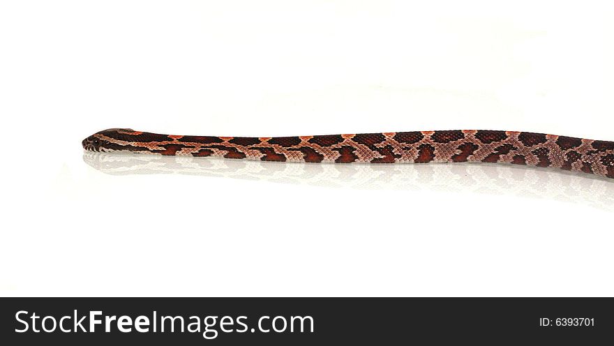 Photo of a baby corn snake against a white background.