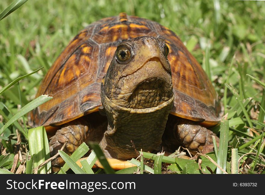 Photo of a box turtle in the grass.